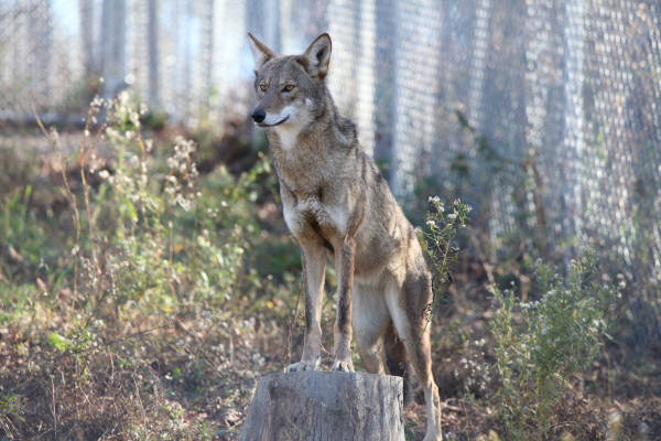 Red wolf standing on stump