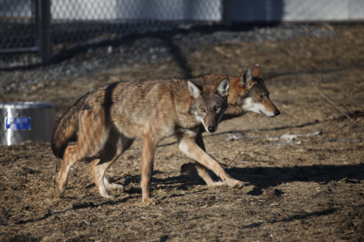 Red wolves in captivity at the Millbrook School Zoo.